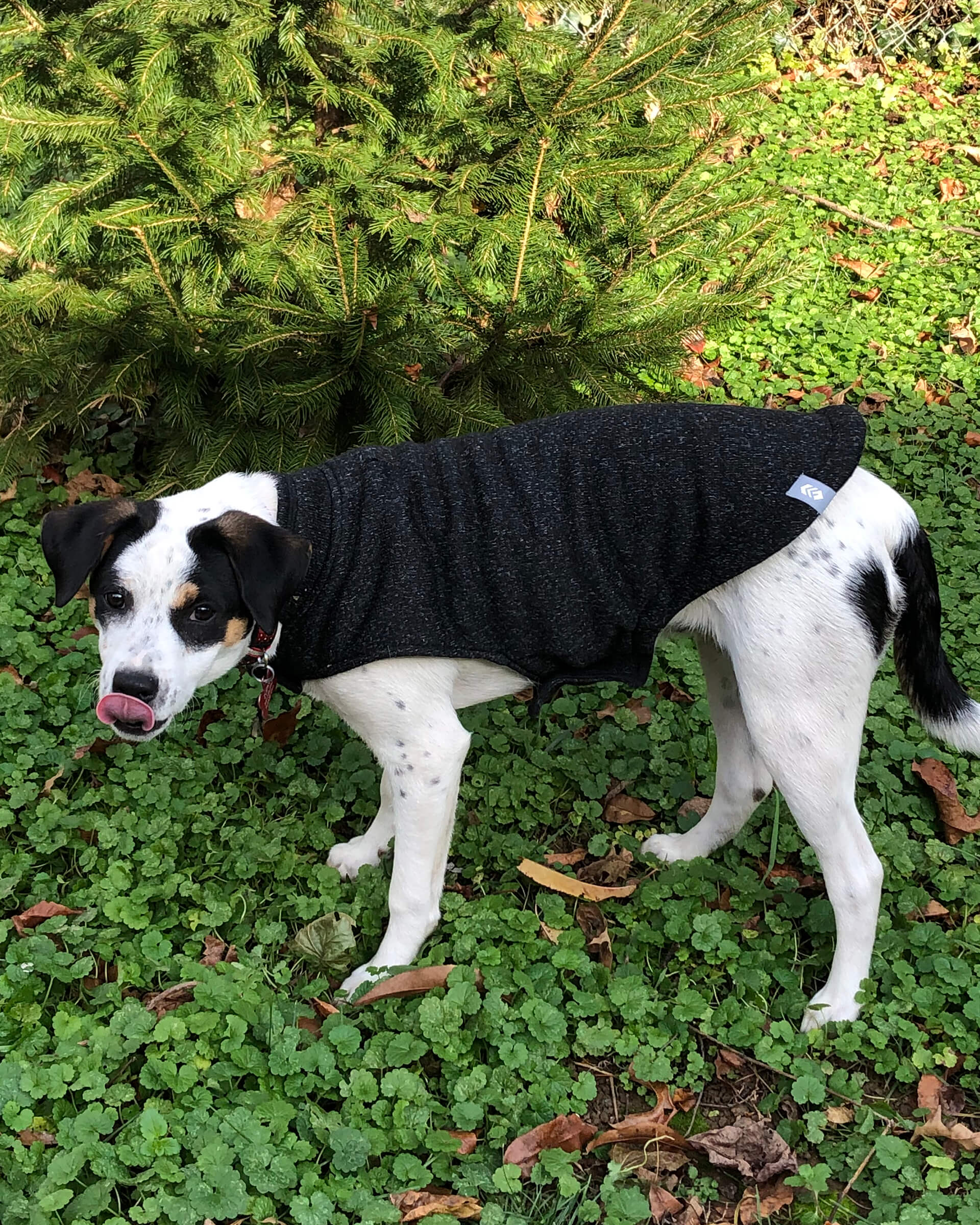 Dog Mountain Fleece Jacket - Image 4