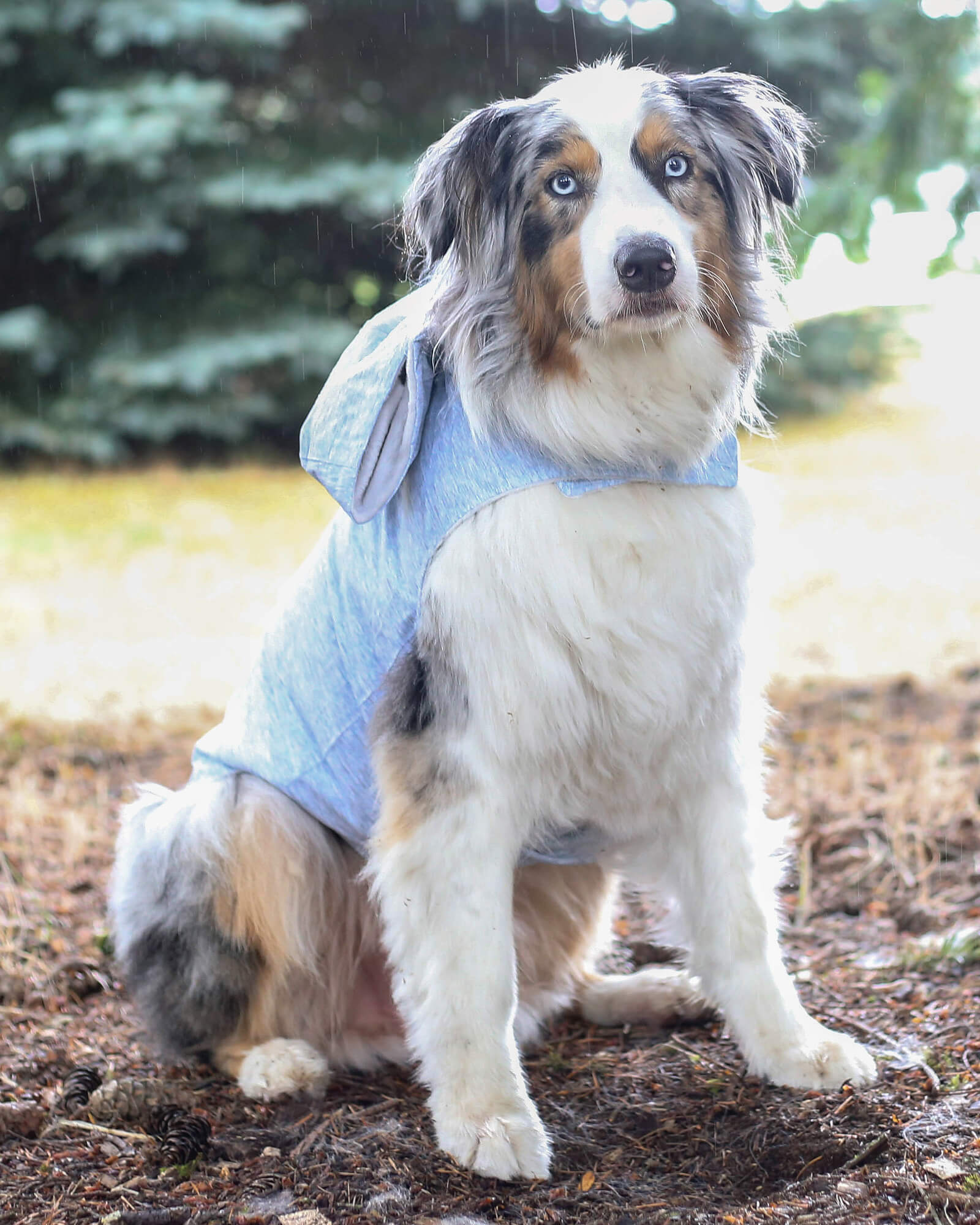 Dog Raincoat - Image 8