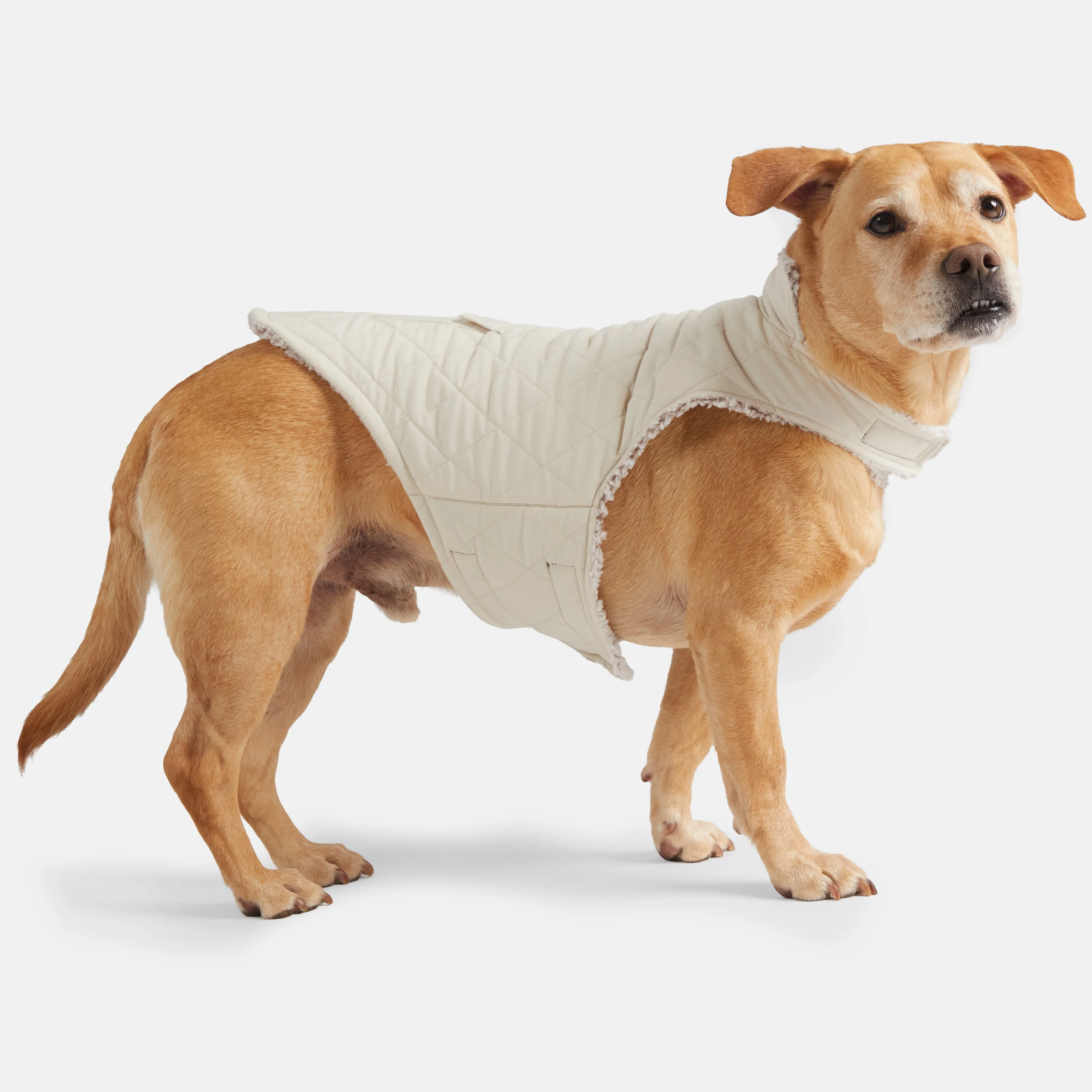 Stratus Lite Reversible Dog Jacket - Image 16