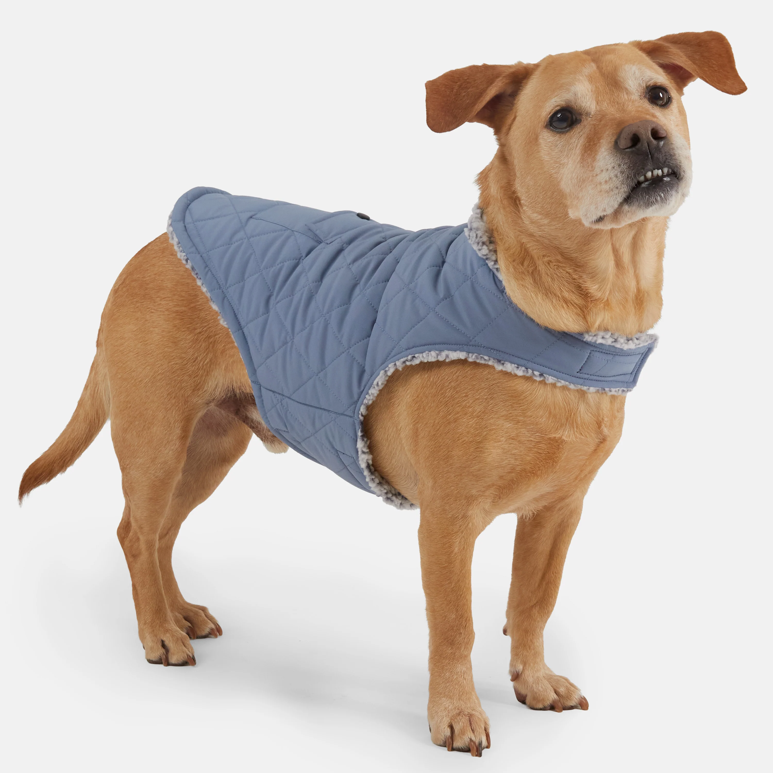 Stratus Lite Reversible Dog Jacket - Image 22