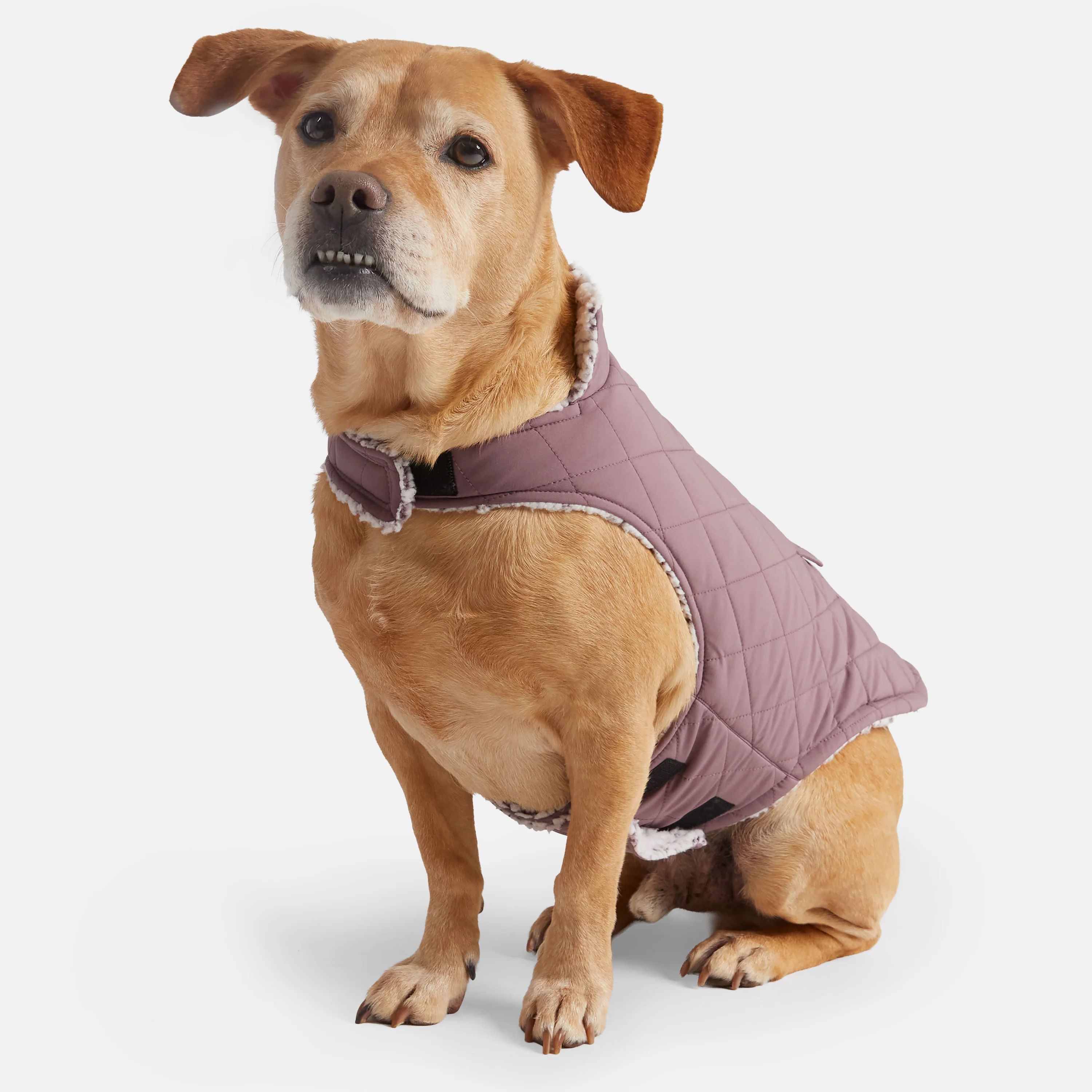 Stratus Lite Reversible Dog Jacket - Image 27