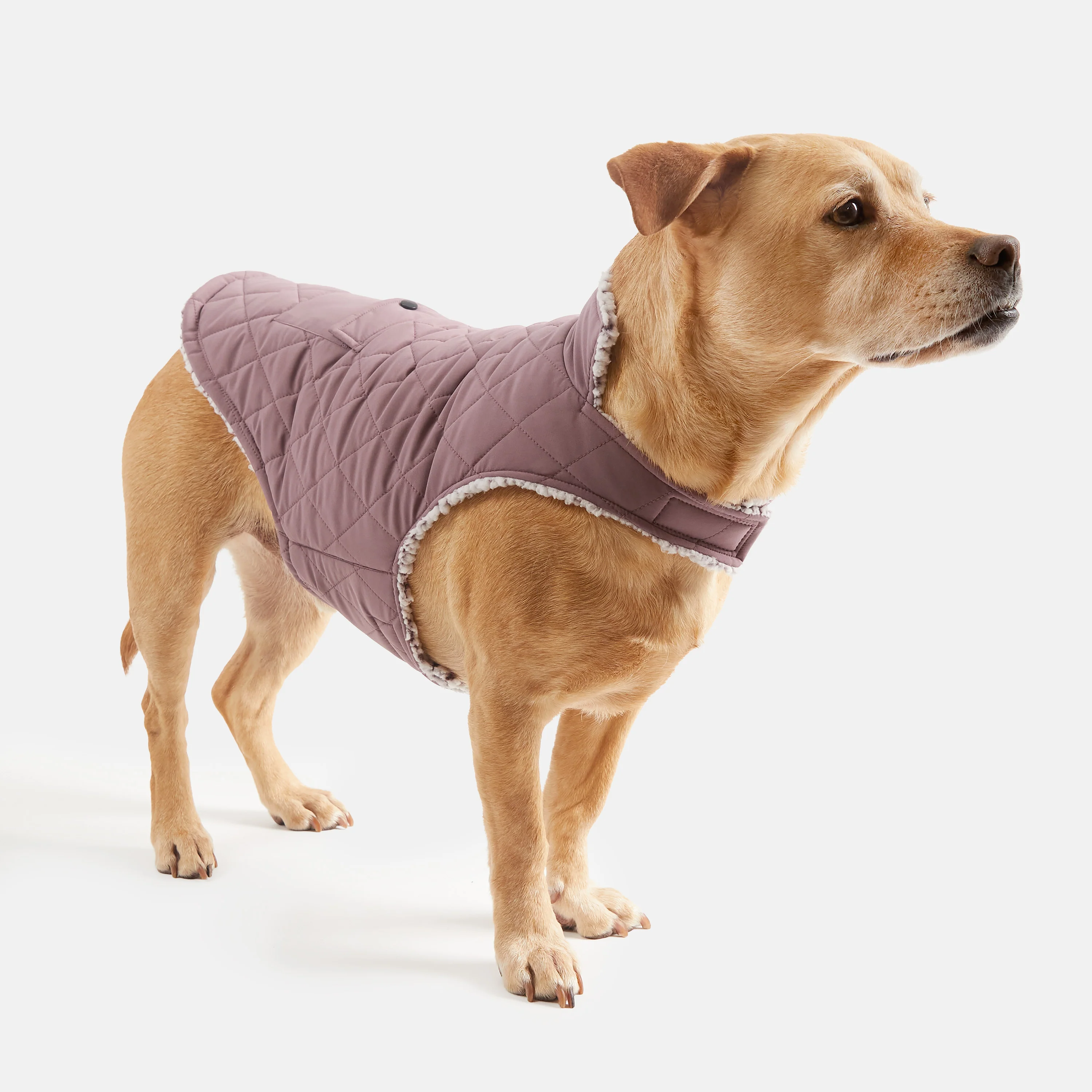 Stratus Lite Reversible Dog Jacket - Image 28