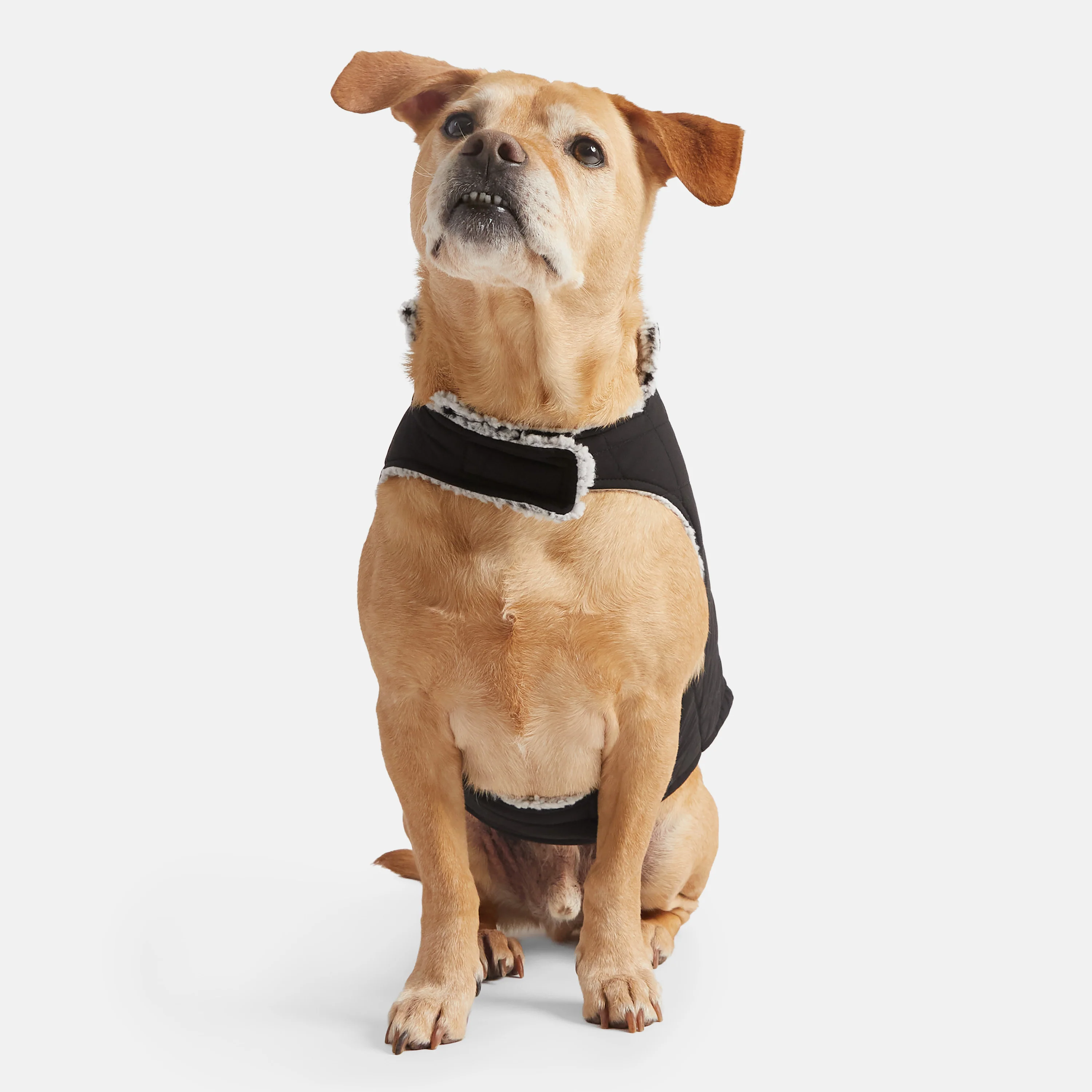 Stratus Lite Reversible Dog Jacket - Image 3